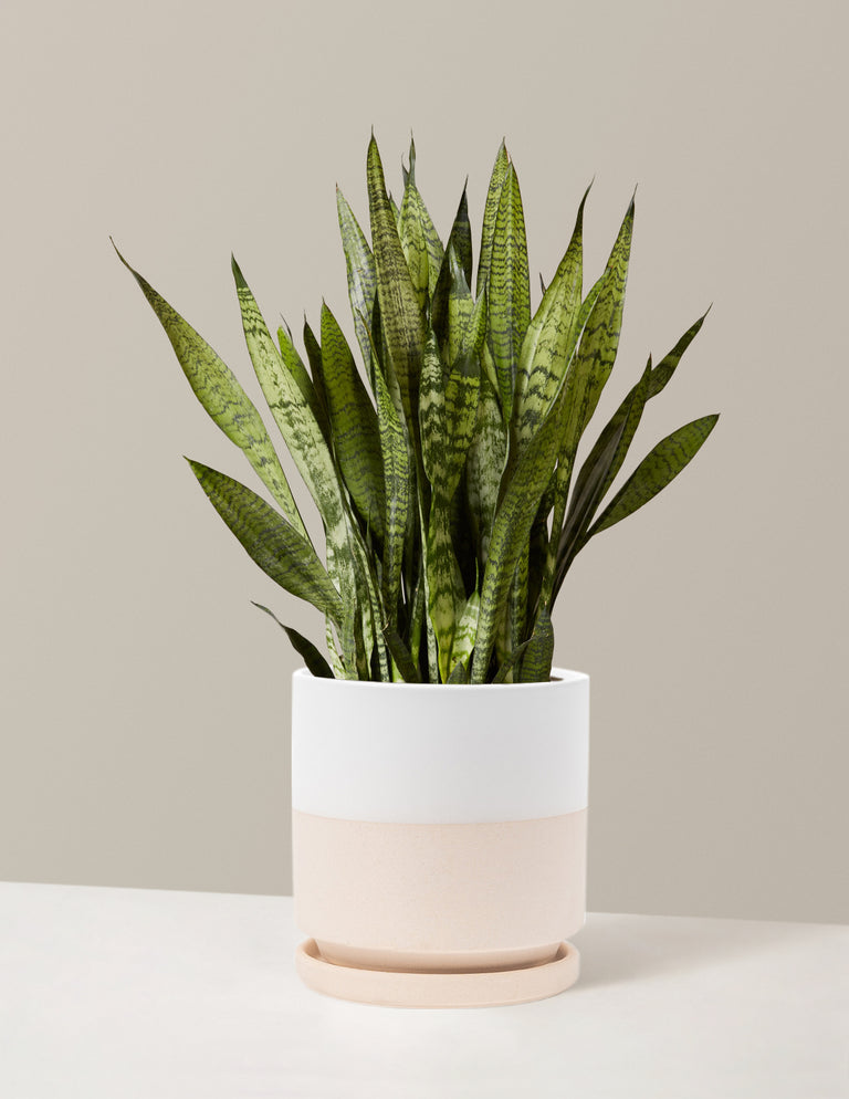 Snake Plant Zeylanica