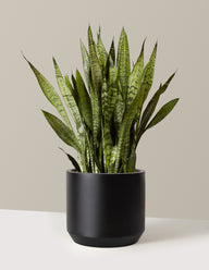 Snake Plant Zeylanica