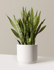 Snake Plant Zeylanica