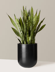 Snake Plant Zeylanica