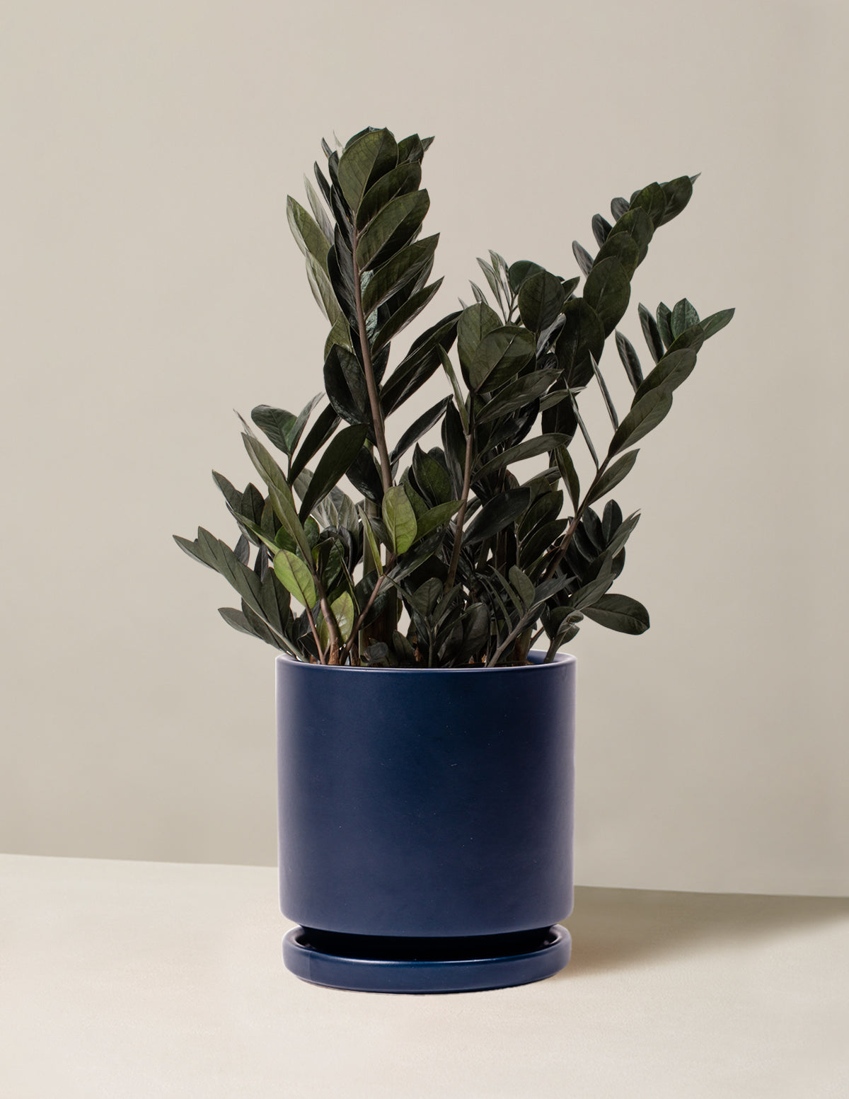 Black ZZ Plant