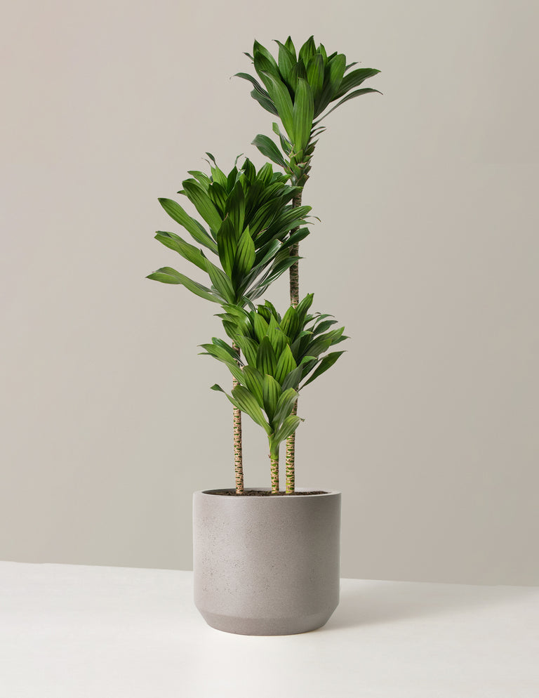 Large Dracaena Compacta Cane