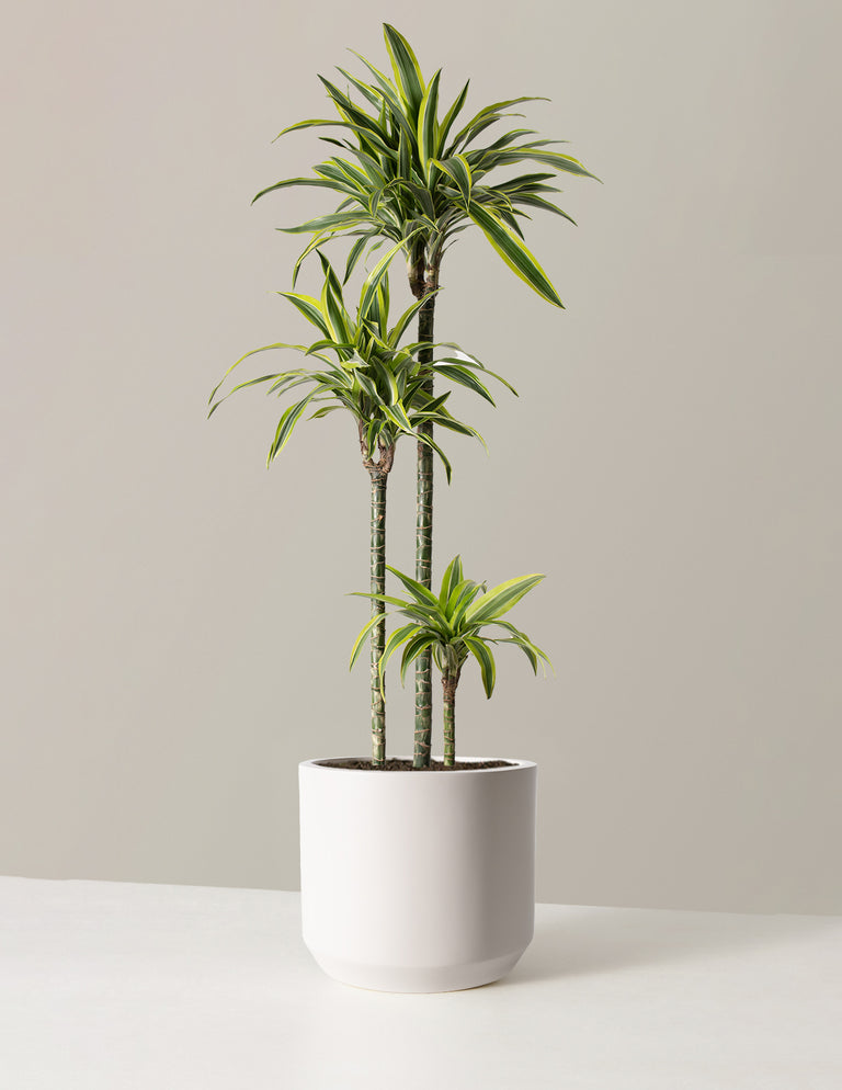 Large Dracaena Lemon Lime