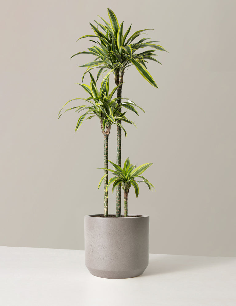 Large Dracaena Lemon Lime