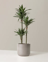 Large Dracaena Warneckii