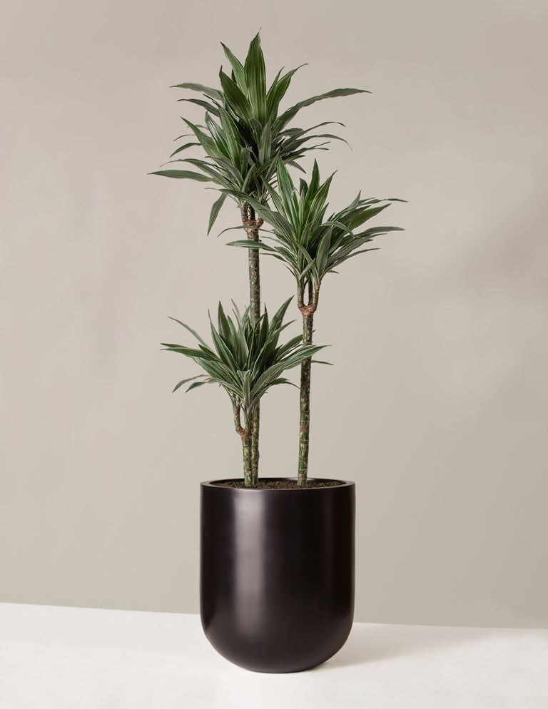 Large Dracaena Warneckii