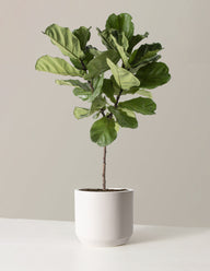 Fiddle Leaf Fig