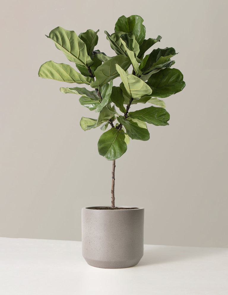 Fiddle Leaf Fig