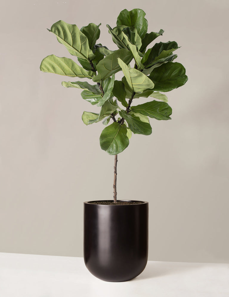 Fiddle Leaf Fig