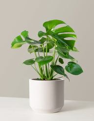 Monstera Deliciosa