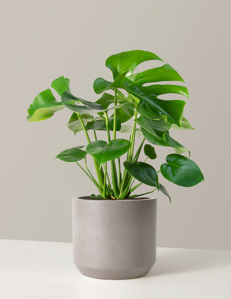 Monstera Deliciosa