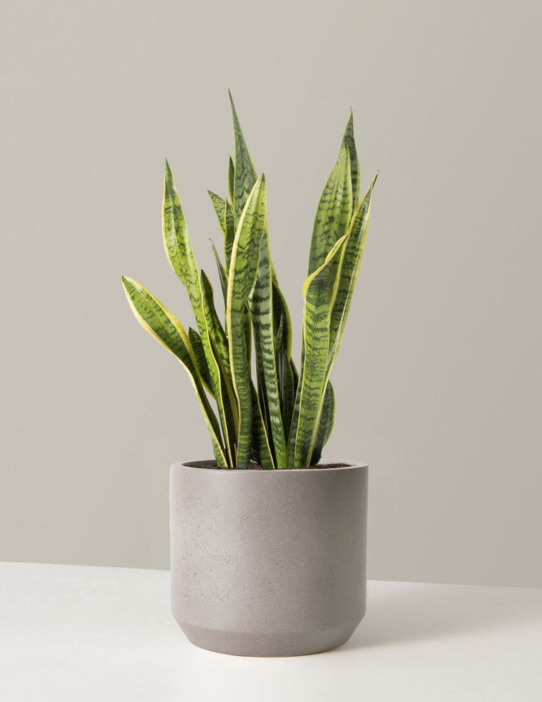 Snake Plant Laurentii