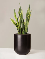 Snake Plant Laurentii