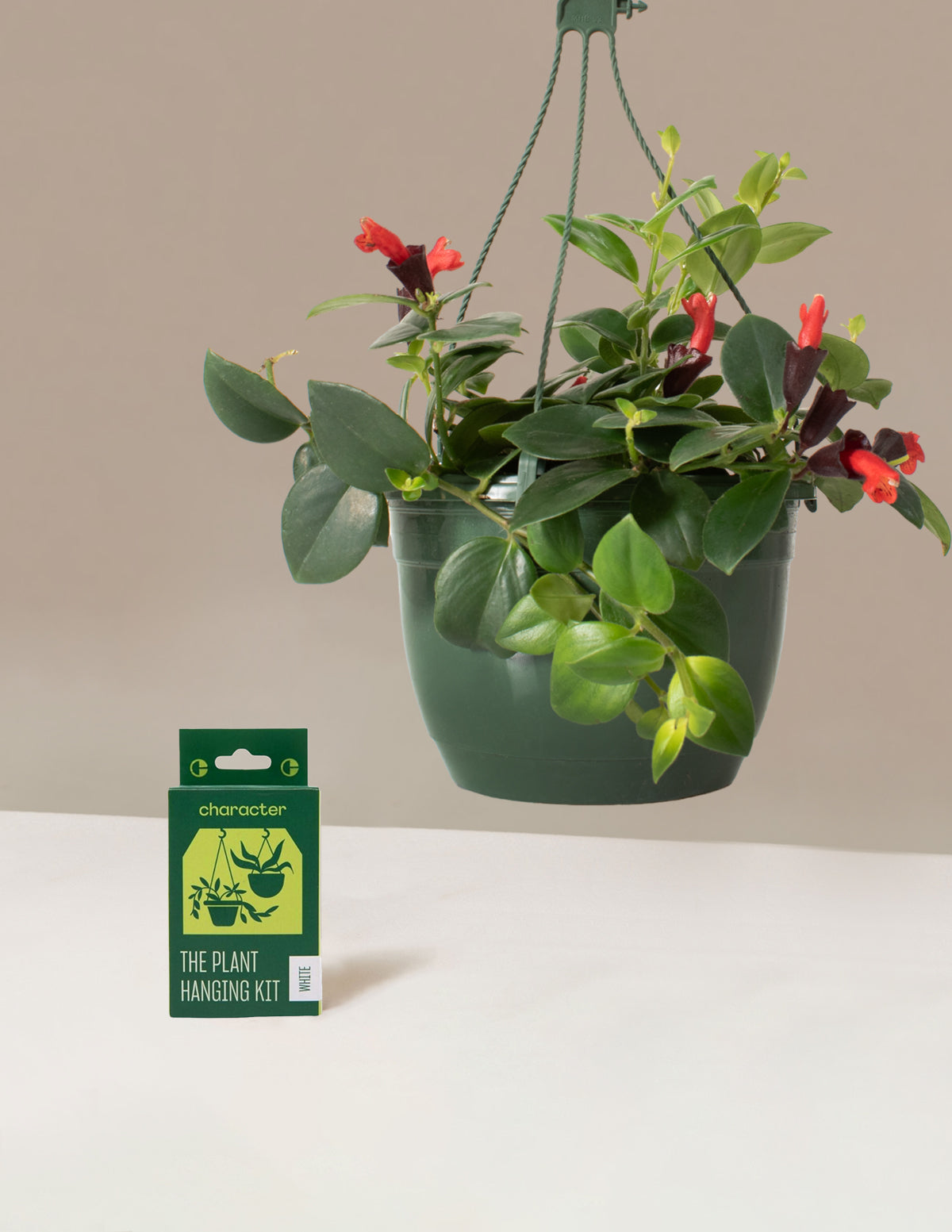 Lipstick Plant Hanging Basket