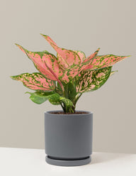 Aglaonema Wishes