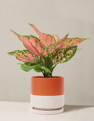 Aglaonema Wishes