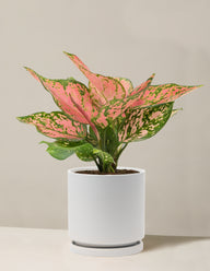 Aglaonema Wishes