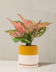 Aglaonema Wishes