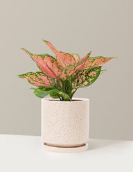 Aglaonema Wishes