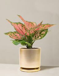 Aglaonema Wishes