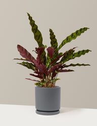 Calathea Rattlesnake