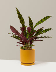 Calathea Rattlesnake