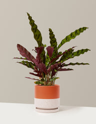 Calathea Rattlesnake