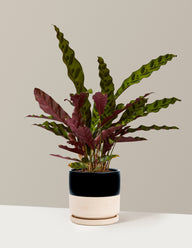 Calathea Rattlesnake