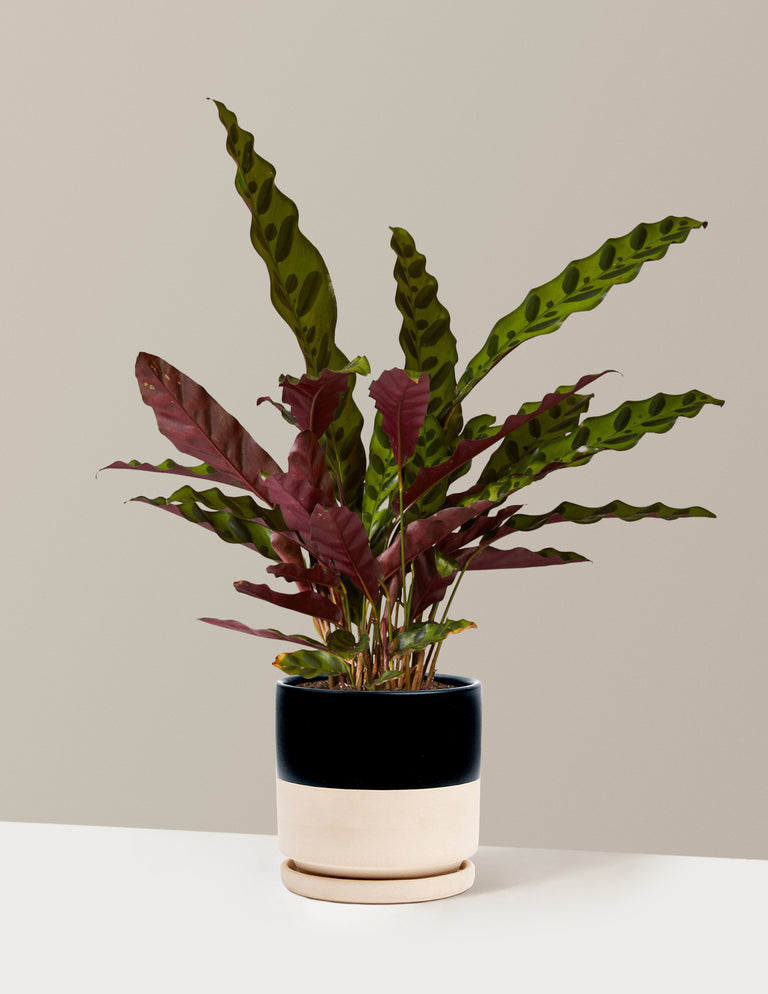 Calathea Rattlesnake