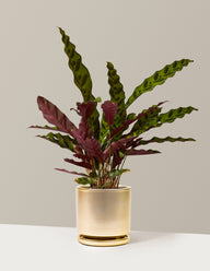 Calathea Rattlesnake