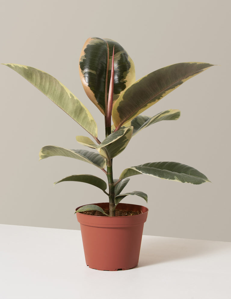 Ficus Tineke