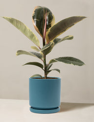 Ficus Tineke