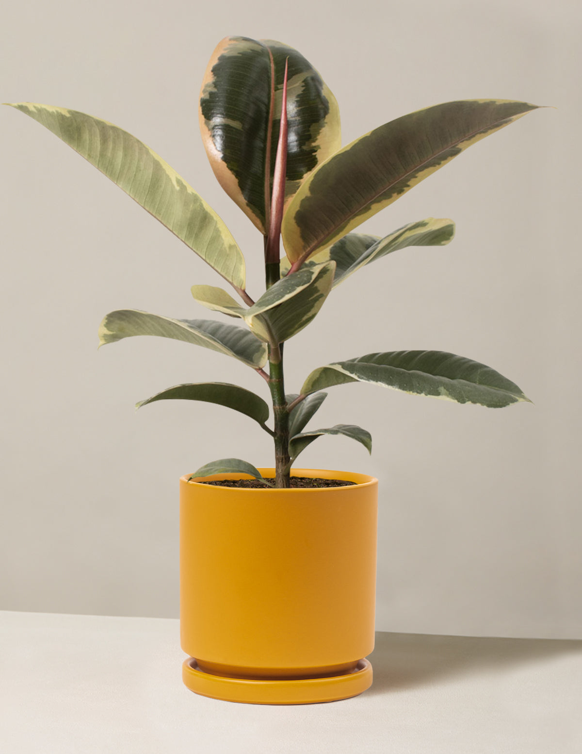 Ficus Tineke