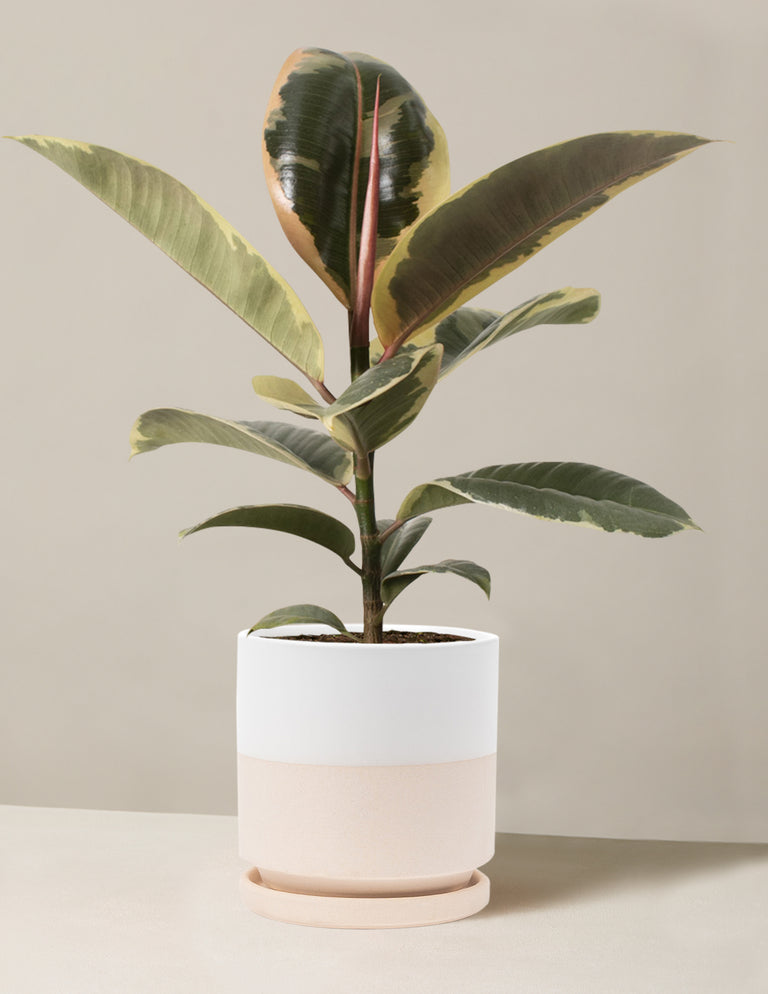 Ficus Tineke