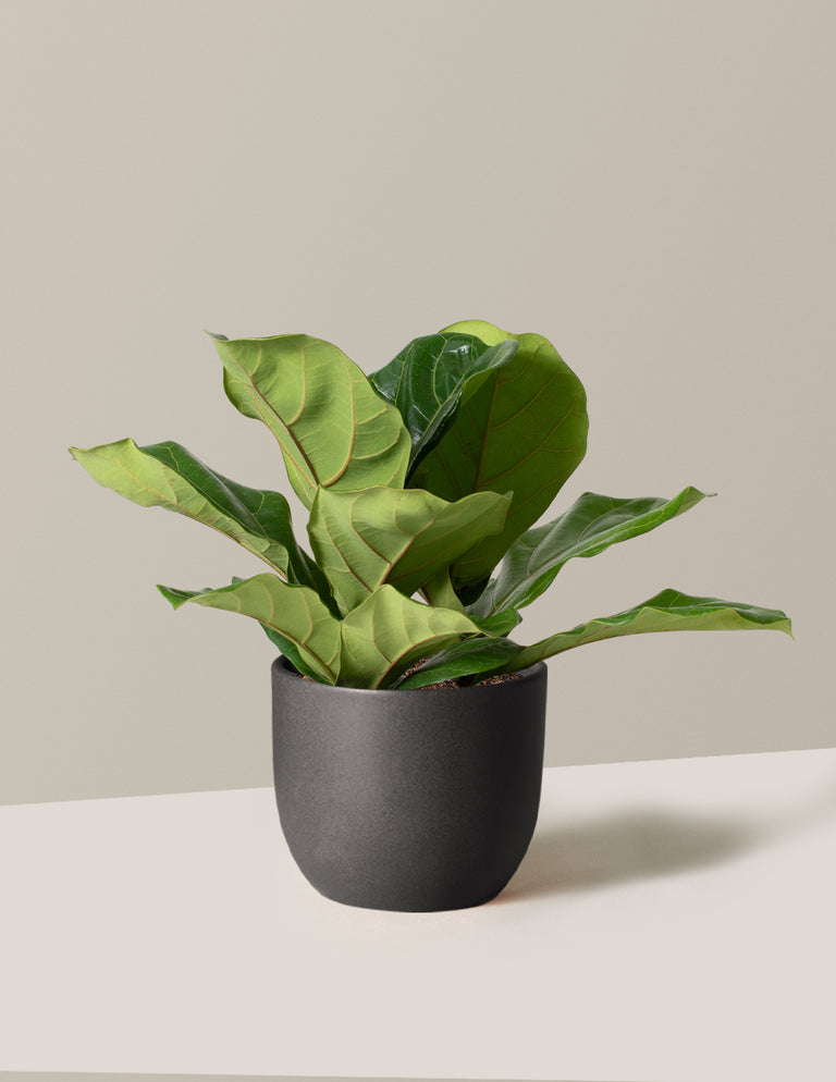 Fiddle Leaf Fig