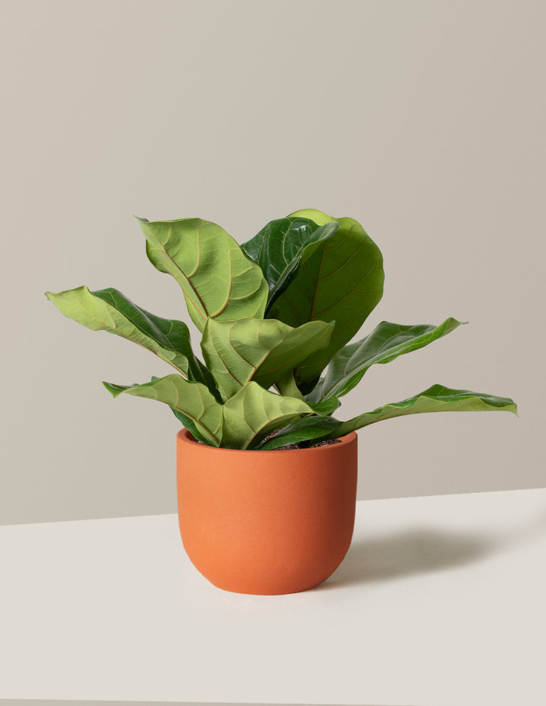 Fiddle Leaf Fig