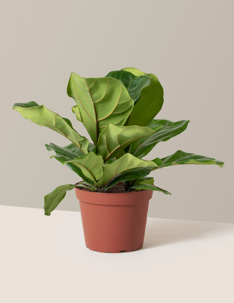 Fiddle Leaf Fig