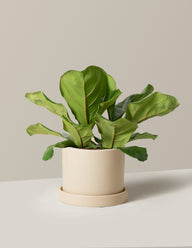 Fiddle Leaf Fig