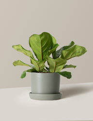 Fiddle Leaf Fig