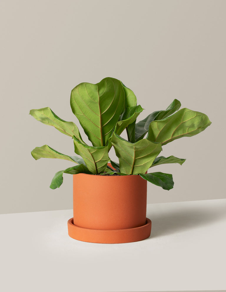 Fiddle Leaf Fig