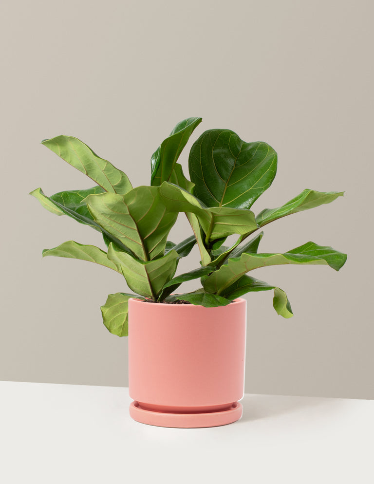 Fiddle Leaf Fig