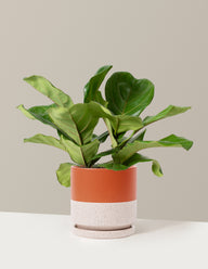 Fiddle Leaf Fig