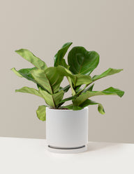 Fiddle Leaf Fig