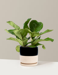 Fiddle Leaf Fig