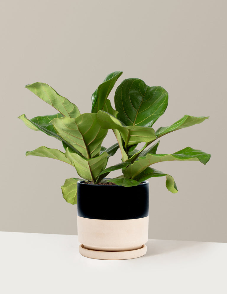 Fiddle Leaf Fig