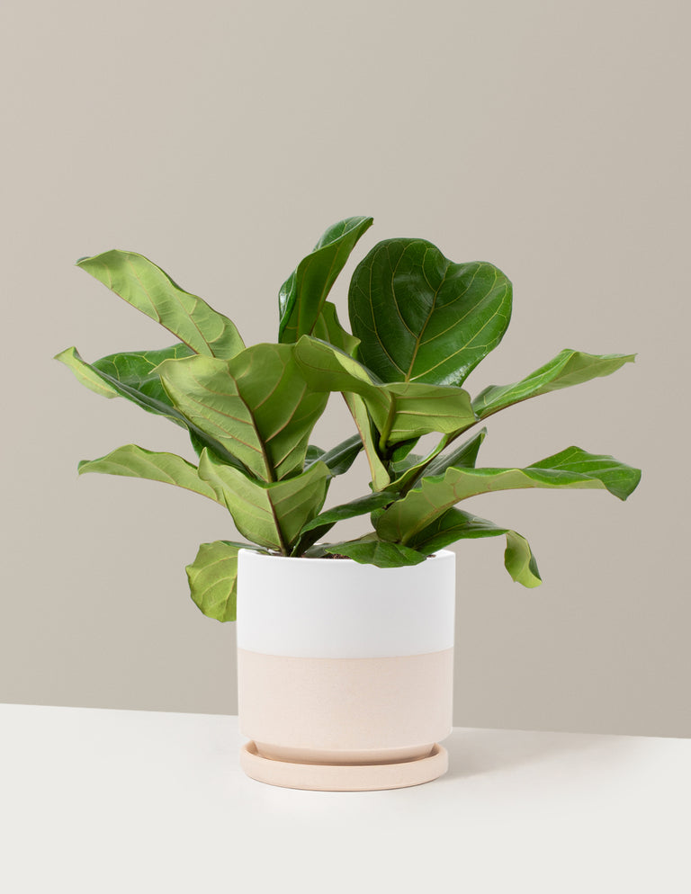 Fiddle Leaf Fig