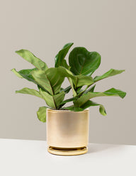 Fiddle Leaf Fig