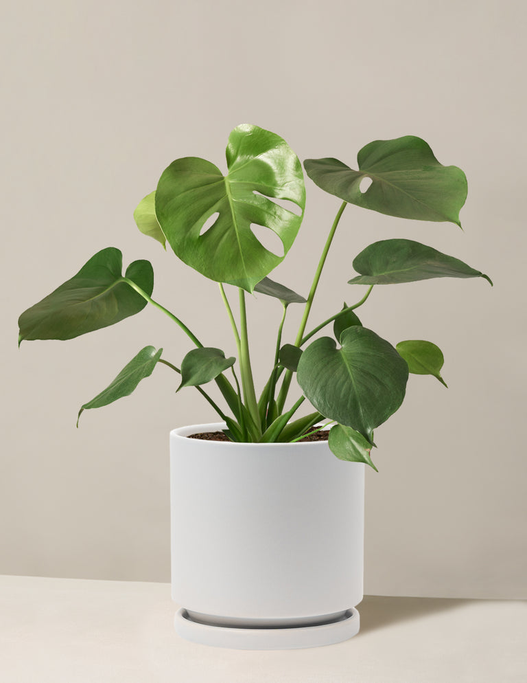 Monstera Deliciosa