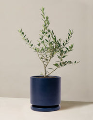 Olive Tree