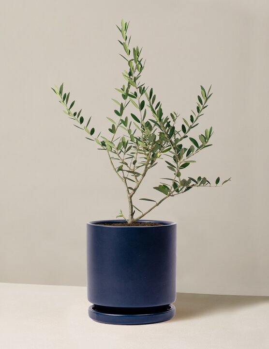 Olive Tree